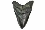 Fossil Megalodon Tooth - Georgia #151576-2